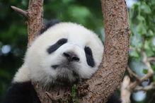 娱乐吃瓜熊猫视频大全,吃瓜视频大全盘点